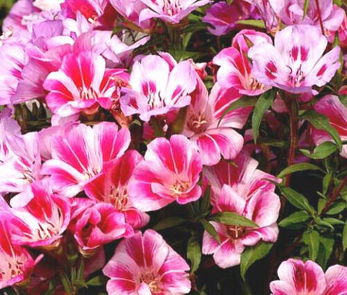 BasqueStore - GODETIA FAREWELL TO SPRING DWARF Clarkia Amoena - 10,000 Bulk ct for germination
