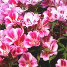 BasqueStore - GODETIA FAREWELL TO SPRING DWARF Clarkia Amoena - 10,000 Bulk ct for germination