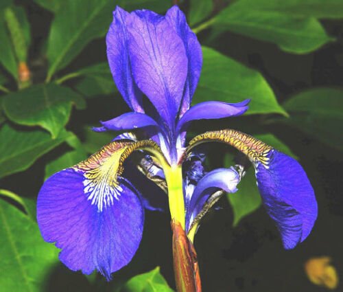 BasqueStore - IRIS OREGON Iris Tenax - 50 Bulk ct for germination