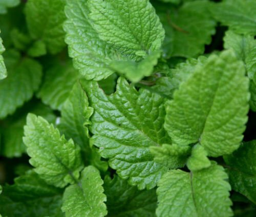 BasqueStore - LEMON BALM Melissa Officinalis - 1,000 Bulk ct for germination