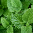 BasqueStore - LEMON BALM Melissa Officinalis - 1,000 Bulk ct for germination