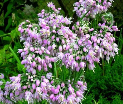 BasqueStore - NODDING ONION PINK Allium Cernuum - 200 Bulk ct for germination