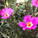 BasqueStore - PURSLANE TOUCAN FUCHSIA Portulaca Oleracea - 50 Bulk ct for germination