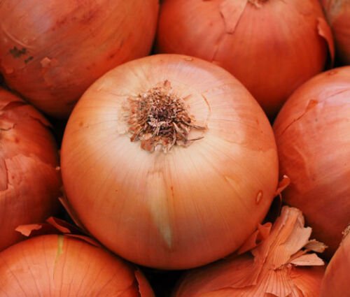 BasqueStore - ONION SWEET SPANISH YELLOW Allium Cepa - 100 Bulk ct for germination