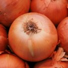 BasqueStore - ONION SWEET SPANISH YELLOW Allium Cepa - 100 Bulk ct for germination