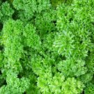 BasqueStore - PARSLEY MOSS CURLED Petroselinum Crispum - 1,000 Bulk ct for germination