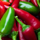BasqueStore - PEPPER HOT EARLY JALAPENO ORGANIC Capsicum Annuum - 50 Bulk ct for germination