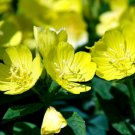 BasqueStore - PRIMROSE EVENING Oenothera Lamarckiana - 10,000 Bulk ct for germination