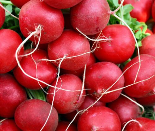 BasqueStore - RADISH CHAMPION ORGANIC Raphanus Sativus - 100 Bulk ct for germination