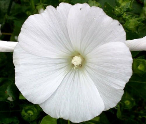 BasqueStore - ROSE MALLOW WHITE Lavatera Trimestris - 1,000 Bulk ct for germination