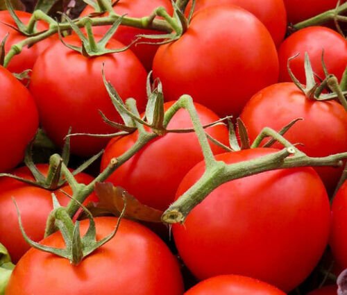 BasqueStore - TOMATO LARGE RED CHERRY ORGANIC Lycopersicon Esculentum - 50 Bulk ct for germination