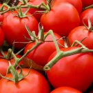 BasqueStore - TOMATO LARGE RED CHERRY ORGANIC Lycopersicon Esculentum - 50 Bulk ct for germination