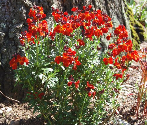 BasqueStore - WALLFLOWER ENGLISH Cheiranthus Cheiri - 5,000 Bulk ct for germination