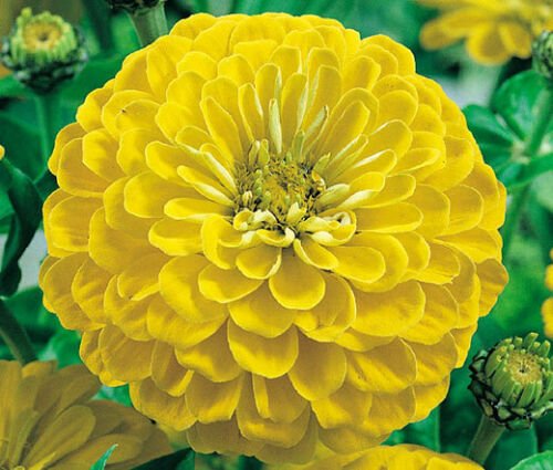 BasqueStore - ZINNIA CANARY BIRD Zinnia Elegans - 1,100 Bulk ct for germination