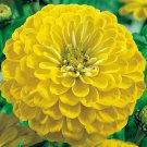 BasqueStore - ZINNIA CANARY BIRD Zinnia Elegans - 1,100 Bulk ct for germination