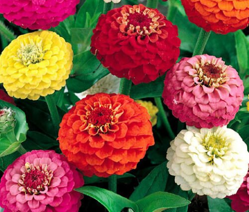 BasqueStore - ZINNIA LILLIPUT MIXED COLORS Zinnia Elegans - 1,100 Bulk ct for germination