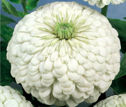 BasqueStore - ZINNIA POLAR BEAR Zinnia Elegans - 1,100 Bulk ct for germination