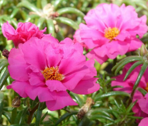 BasqueStore - MOSS ROSE PINK Portulaca Grandiflora - 1,250 Bulk ct for germination