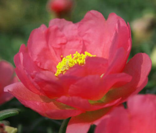 BasqueStore - MOSS ROSE RED Portulaca Grandiflora - 1,250 Bulk ct for germination