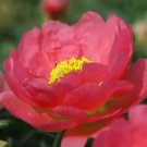 BasqueStore - MOSS ROSE RED Portulaca Grandiflora - 1,250 Bulk ct for germination