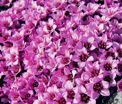 BasqueStore - ROCKFOIL ROSE ROBE Saxifraga Arendsii - 500 Bulk ct for germination