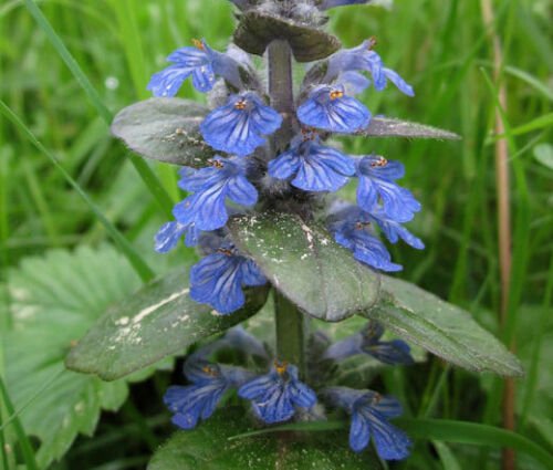 BasqueStore - AJUGA BUGLEWEED Ajuga Reptans - 100 Bulk ct for germination