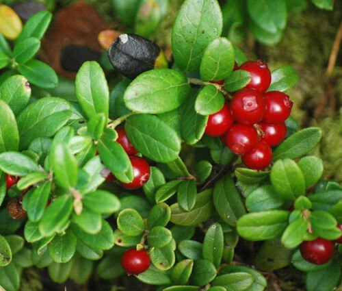 BasqueStore - LINGONBERRY Vaccinium Vitis-idaea - 250 Bulk ct for germination