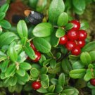 BasqueStore - LINGONBERRY Vaccinium Vitis-idaea - 250 Bulk ct for germination