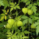 BasqueStore - BALLOON VINE Cardiospermum Halicacabum - 100 Bulk ct for germination