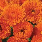 BasqueStore - CALENDULA GEISHA GIRL Calendula Officinalis - 200 Bulk ct for germination