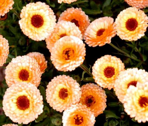 BasqueStore - CALENDULA PINK SURPRISE Calendula Officinalis - 200 Bulk ct for germination