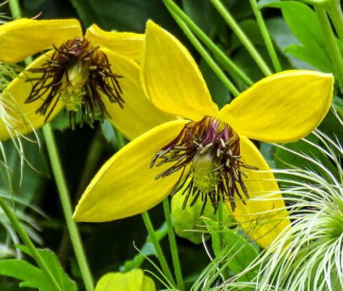 BasqueStore - CLEMATIS GOLDEN YELLOW Clematis Tangutica Aztek - 250 Bulk ct for germination