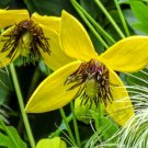 BasqueStore - CLEMATIS GOLDEN YELLOW Clematis Tangutica Aztek - 250 Bulk ct for germination