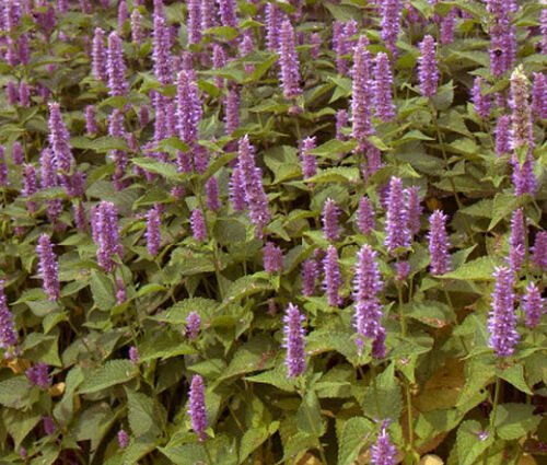 BasqueStore - HYSSOP LAVENDER LICORICE MINT Agastache Foeniculum - 15,000 Bulk ct for germination