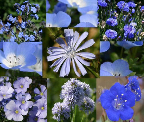 BasqueStore - WILDFLOWER BLUE MIX - 1 Oz Bulk ct for germination