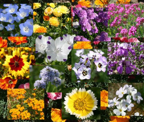 BasqueStore - WILDFLOWER MIX BULB BLANKET - 1 Oz Bulk ct for germination