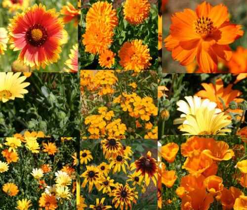 WILDFLOWER MIX ORANGE - 1 Oz Bulk ct for germination