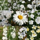 WILDFLOWER MIX WHITE - 1 Oz Bulk ct for germination