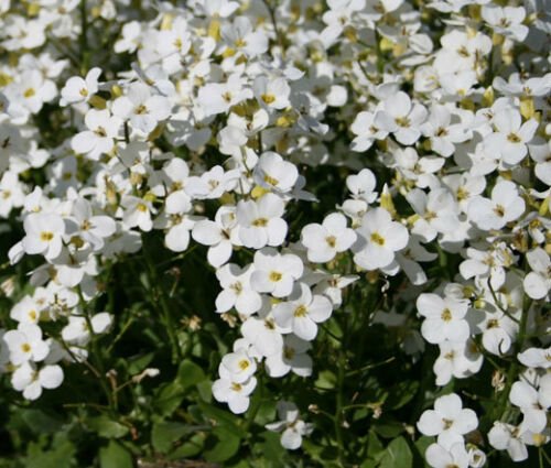 ARABIS WALL ROCK CRESS WHITE Arabis Alpina Caucasica - 500 Bulk ct for germination