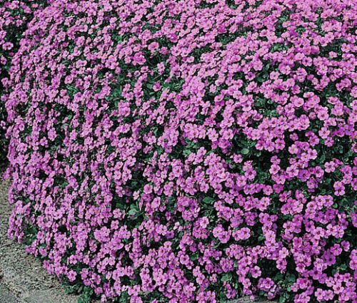 AUBRIETA ROCK CRESS CASCADE PURPLE Aubrieta Hybrida Superbissima 500 Bulk ct for germi