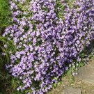 AUBRIETA ROCK CRESS PALE BLUE Aubrieta Hybrida Graeca - 1,000 Bulk ct for germination