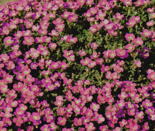 AUBRIETA ROCK CRESS WHITEWELL GEM Aubrieta Hybrida - 1,000 Bulk ct for germination