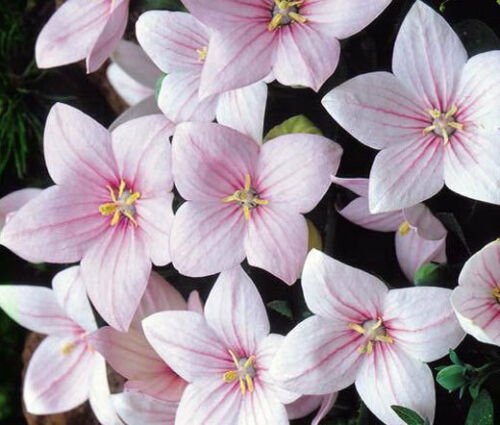 BALLOON FLOWER ROSE Platycodon Grandiflorus - 600 Bulk ct for germination