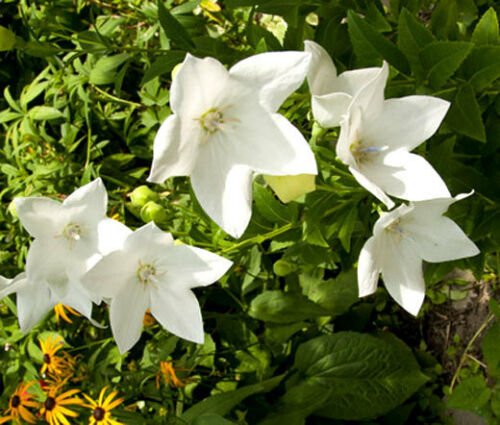 BasqueStore - BALLOON FLOWER WHITE Platycodon Grandiflorus - 600 Bulk ct for germination