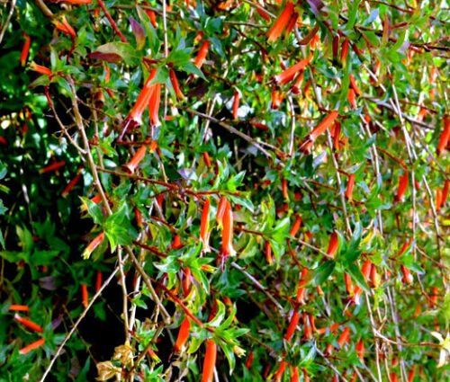CIGAR PLANT MIXED COLORS Cuphea Ignea Coan - 200 Bulk ct for germination