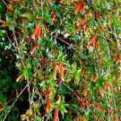 CIGAR PLANT MIXED COLORS Cuphea Ignea Coan - 200 Bulk ct for germination