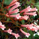 CIGAR PLANT ROSE Cuphea Ignea Coan - 200 Bulk ct for germination