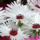 ICE PLANT GELATO WHITE Dorotheanthus Bellidiformis - 1,000 Bulk ct for germination