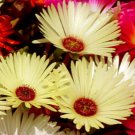 ICE PLANT GELATO YELLOW Dorotheanthus Bellidiformis - 1,000 Bulk ct for germination