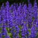 SAGE BLUE Salvia Farinacea - 10,000 Bulk ct for germination